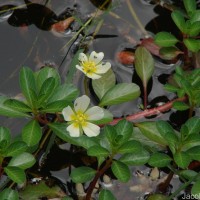 Ludwigia adscendens (L.) H.Hara